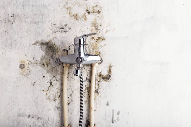 Best Best Mold Removal Companies  in Williams, AZ