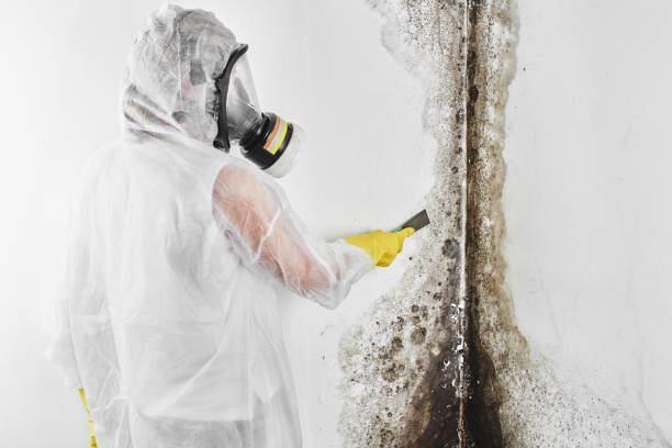 Best Attic Mold Removal  in Williams, AZ