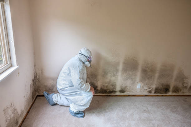 Mold Removal and Inspection in Williams, AZ