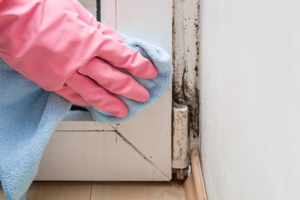Best Mold Removal and Inspection  in Williams, AZ